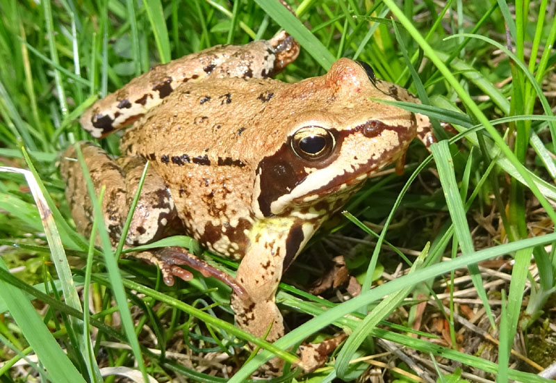 Rana temporaria